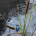 Kingfisher in the reeds