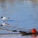 Black headed gull. Tidal reaches