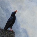 Chough on linen