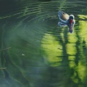 Moorhen. Autumn reflections