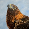 Golden Eagle. Watcher of the skies