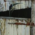 Swallow. Out of the darkness