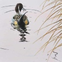 Pintail