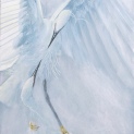 Little Egret. Embrace