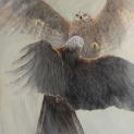 Red Kites. sparring