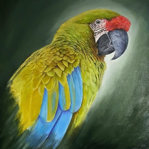 Parrots