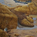 Ringed Plover. Granite shores