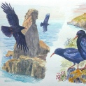 Choughs 2015
