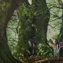 Fallow deer. Woodland glade