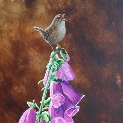 Wren. Morning light