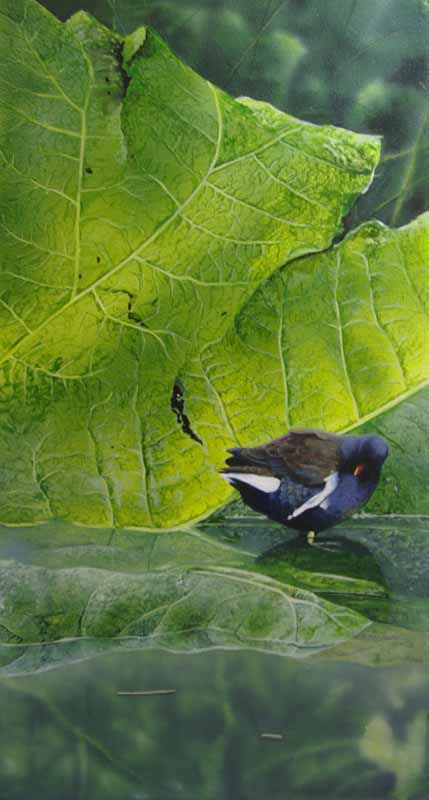 original_moorhen_painting_by_ian_griffiths