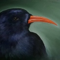 Chough portraits