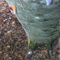 nuthatch and treecreeper