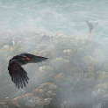 Chough. Cornish mist