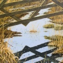 Snipe. Goonhilly downs