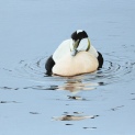 Eider drake