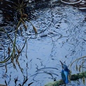 Kingfisher. Ripples