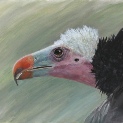 Vulture