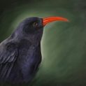 Chough portraits