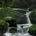 Dipper. Golitha falls