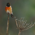 Stonechat lookout